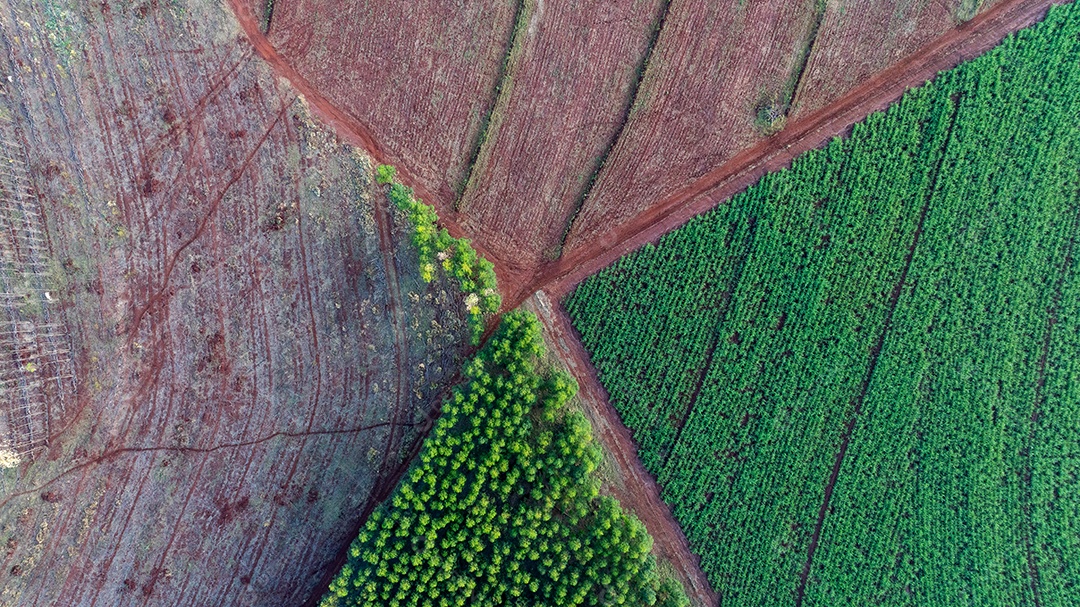 Imagem aérea mostrando padrões geométricos de cultivo Imagem JPG