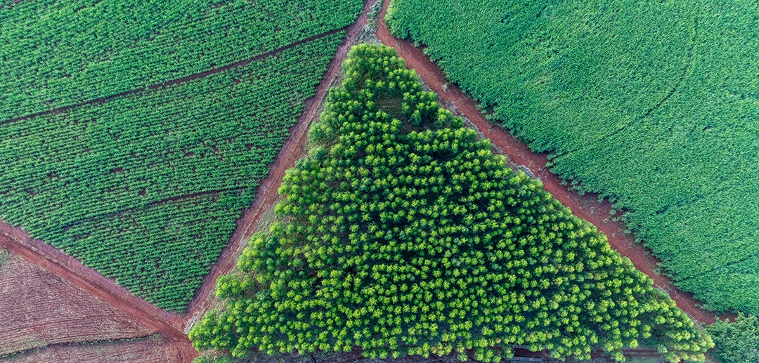 Imagem aérea mostrando padrões geométricos de cultivo Imagem JPG