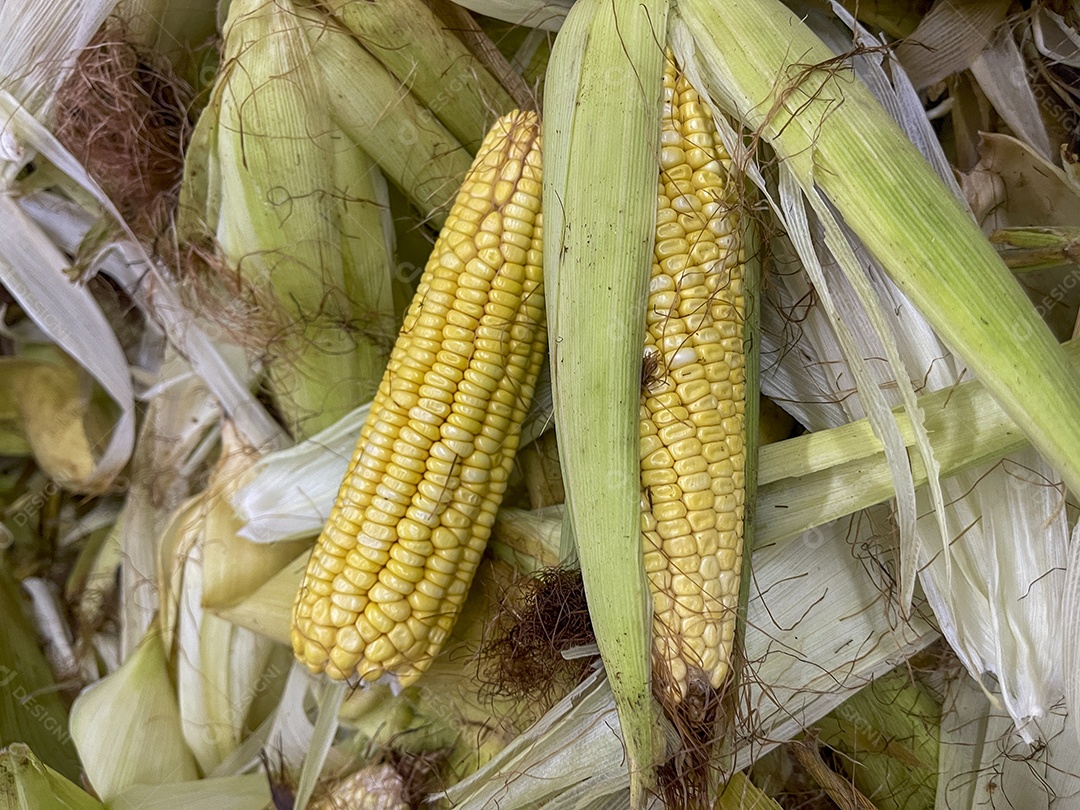 Espigas de milho frescos