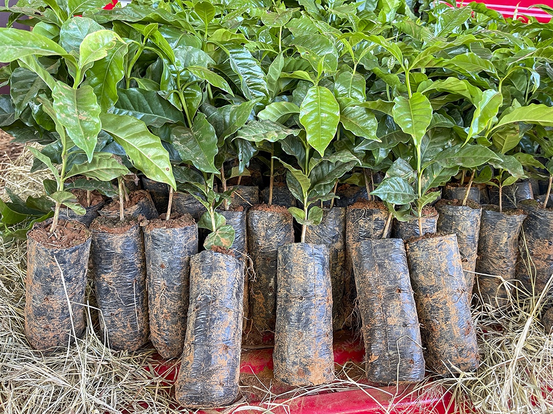 Muda de plantas pilhadas