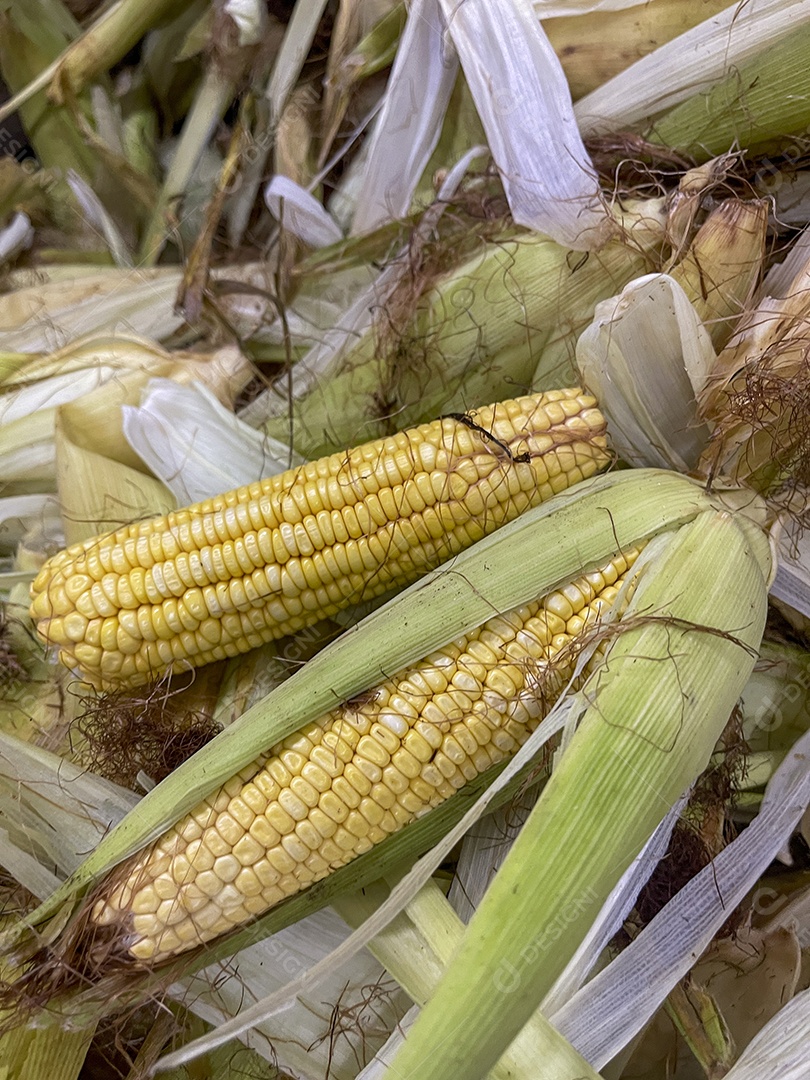 Espigas de milho frescos