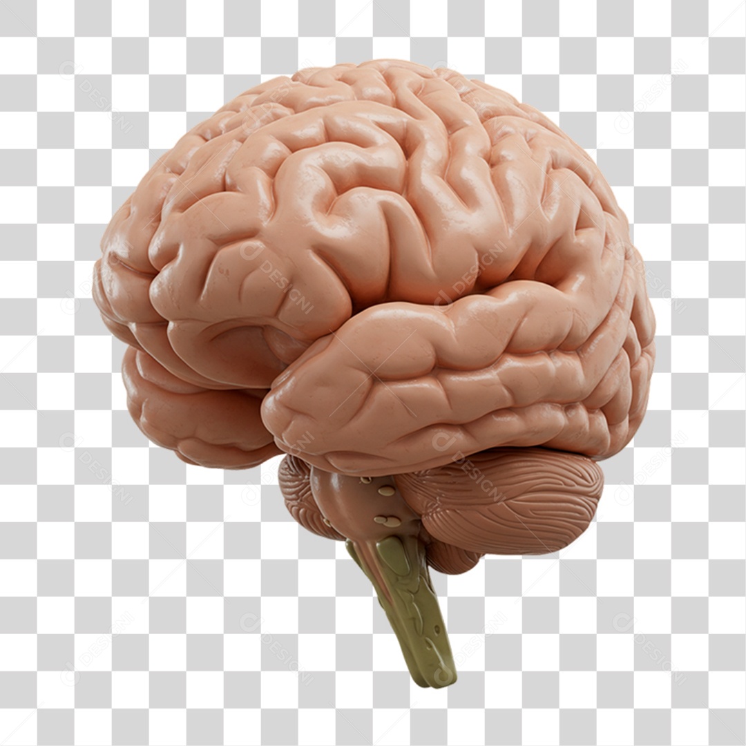 Cérebro PNG Transparente