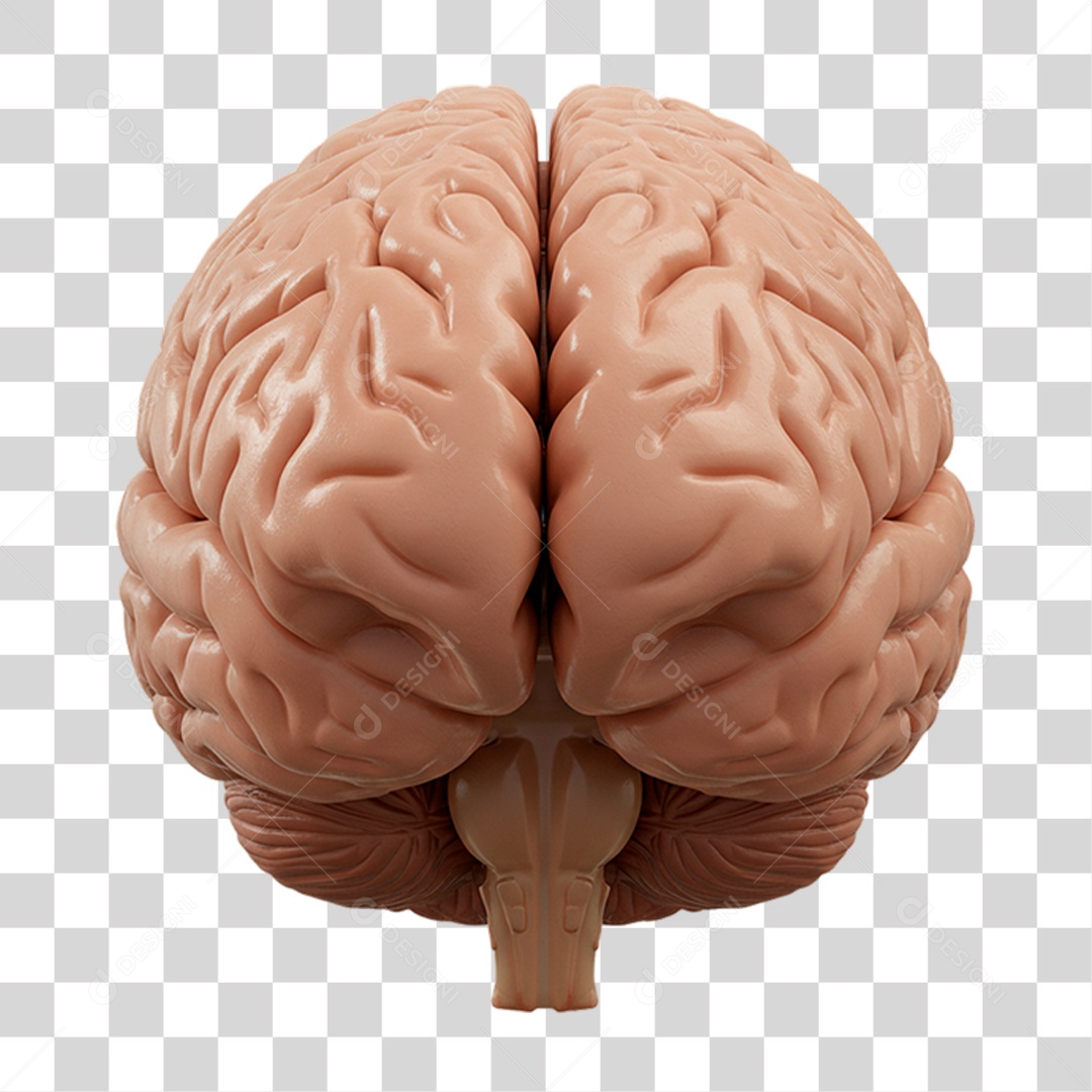 Cérebro PNG Transparente