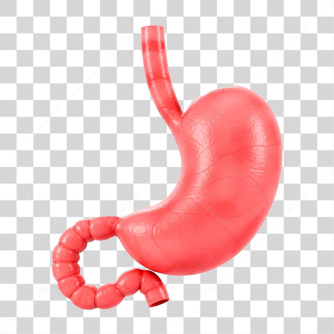 Estomago PNG Transparente