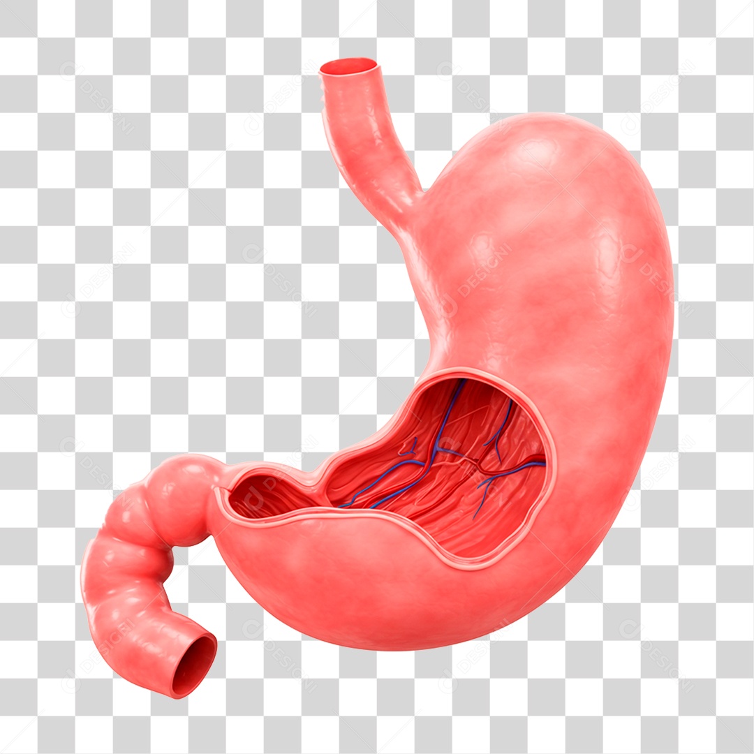 Estomago PNG Transparente