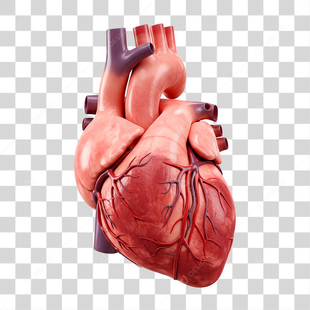 Coração Humano PNG Transparente