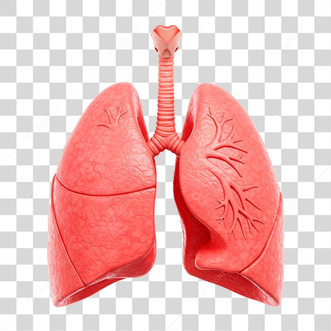 Pulmões PNG Transparente