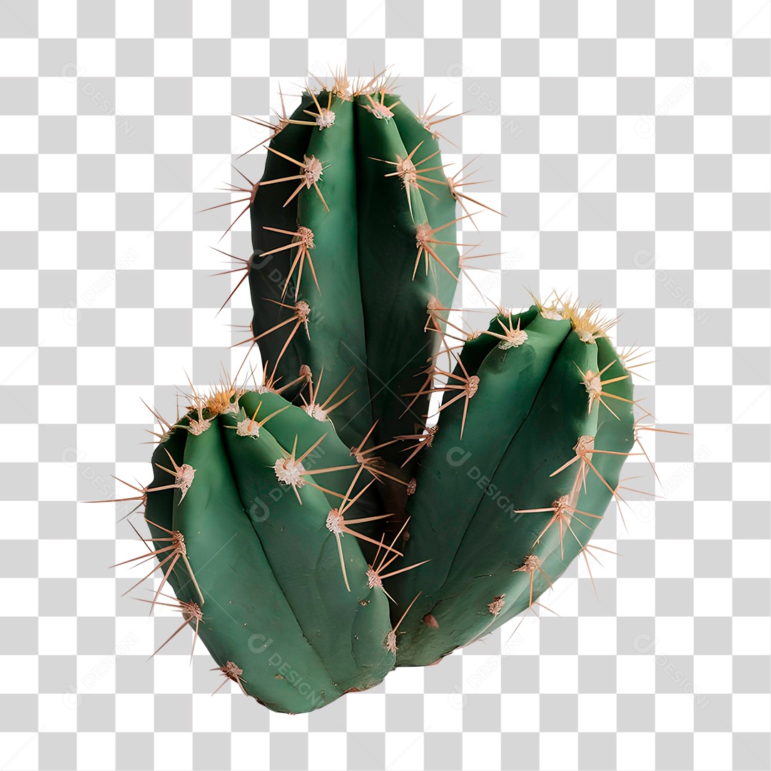 Cacto Mandacaru PNG Transparente