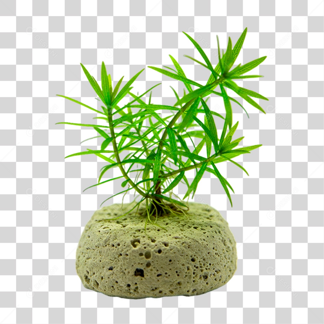 Enfeite de Aquário PNG Transparente