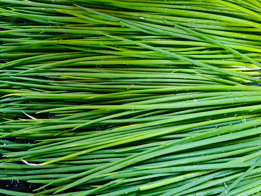 Allium schoenoprasus popularmente conhecido como cebolinha