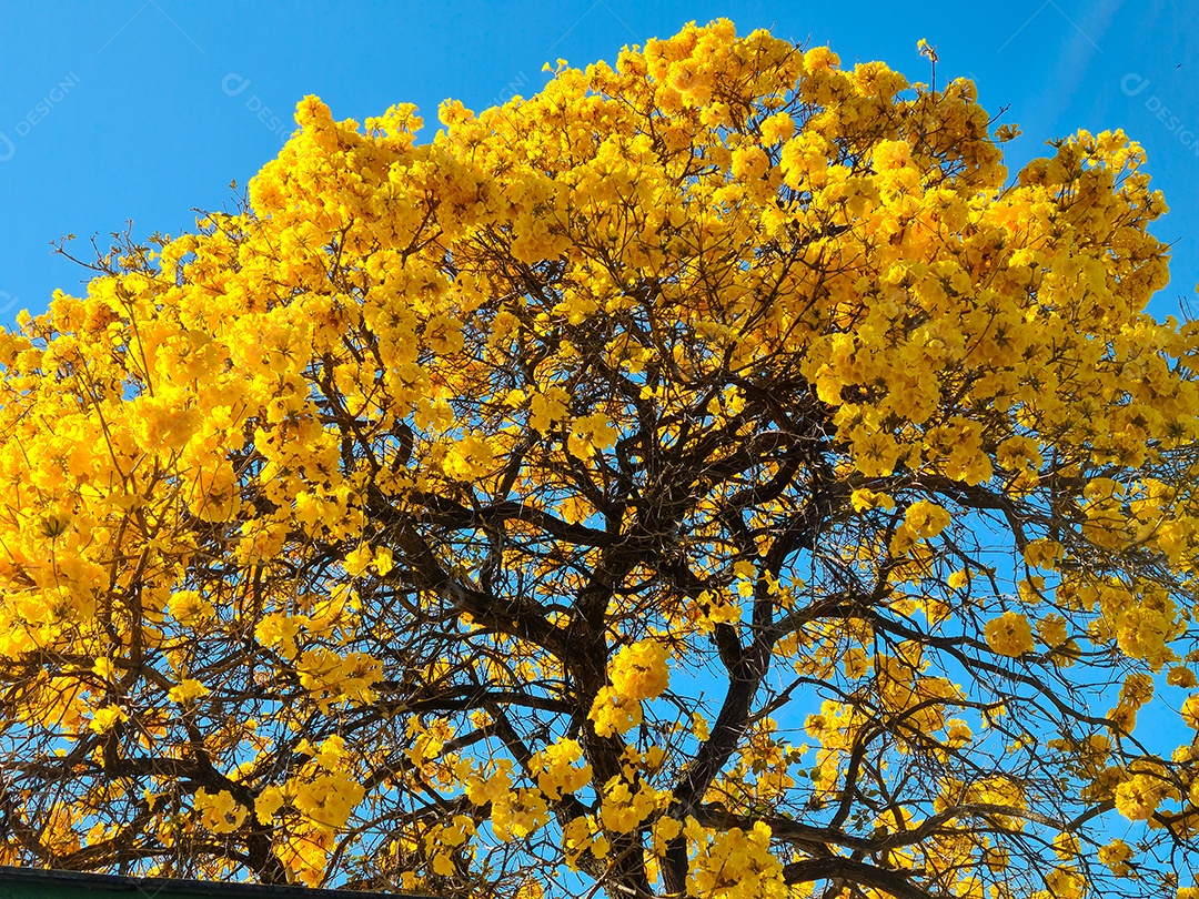 Ipe amarelo contra céu