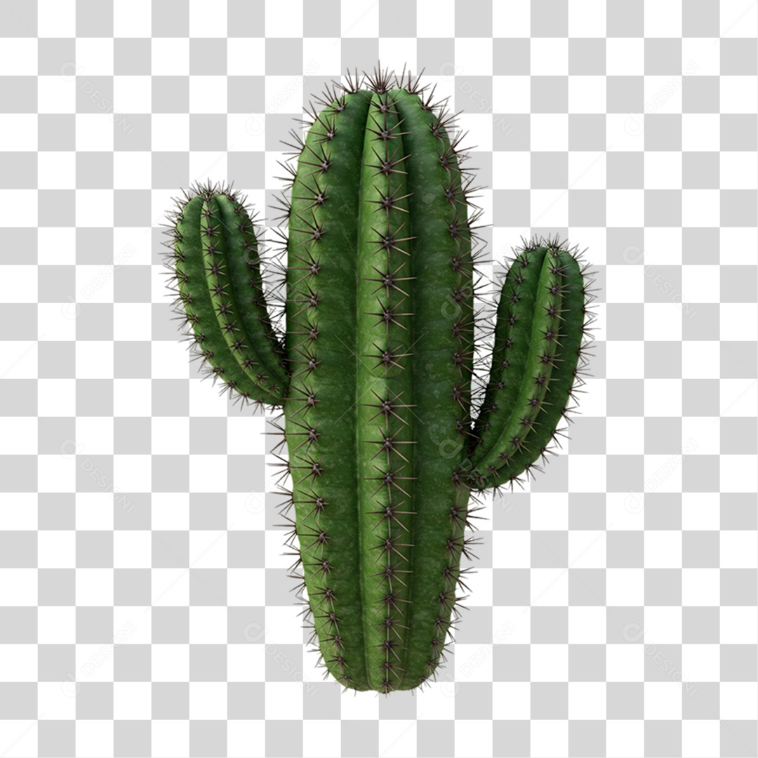 Cacto PNG Transparente