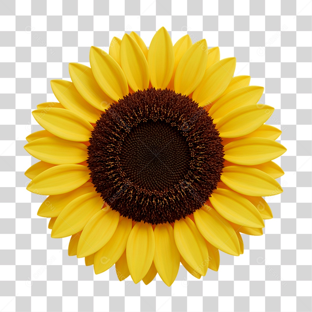 Girassol PNG Transparente