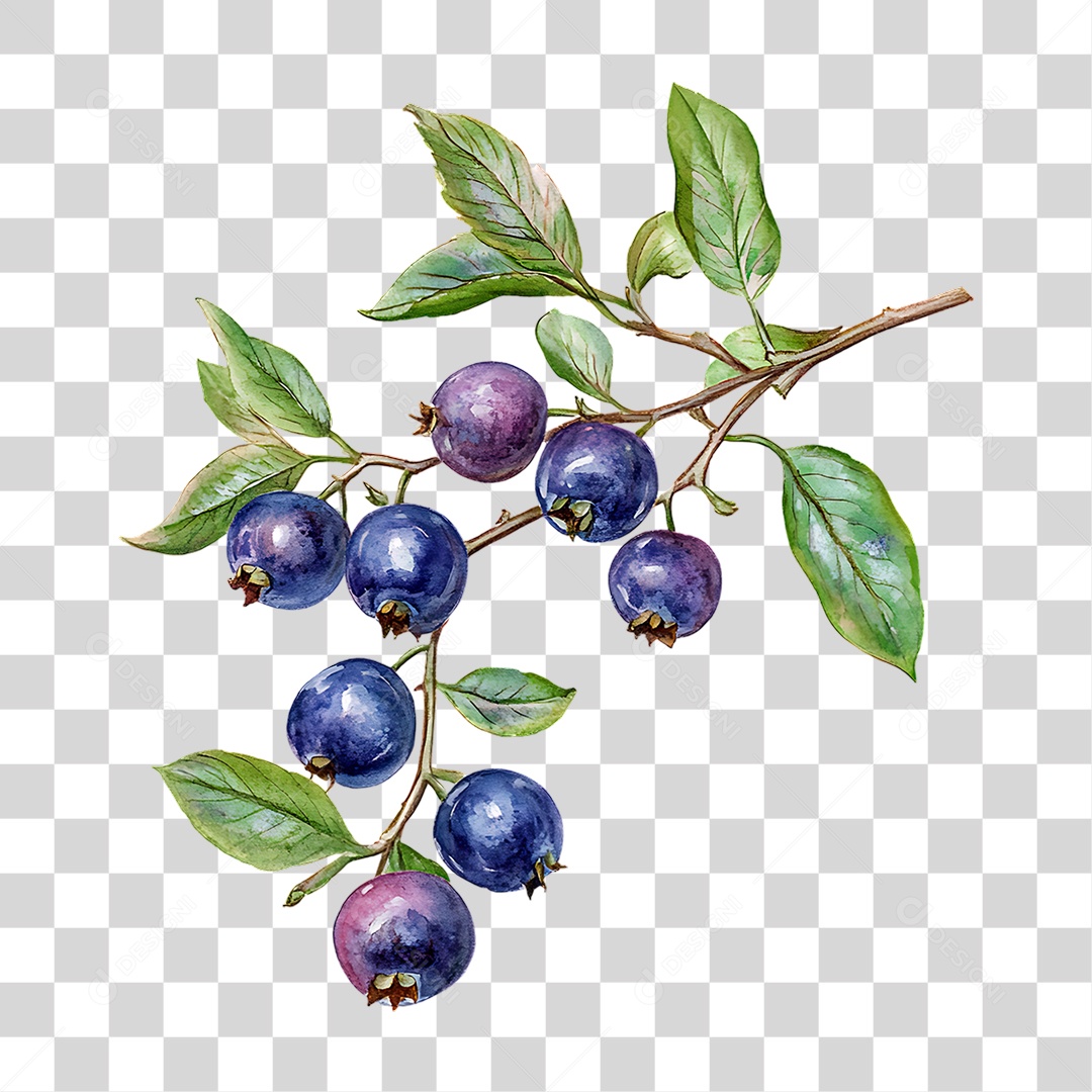 Mirtilos PNG Transparente