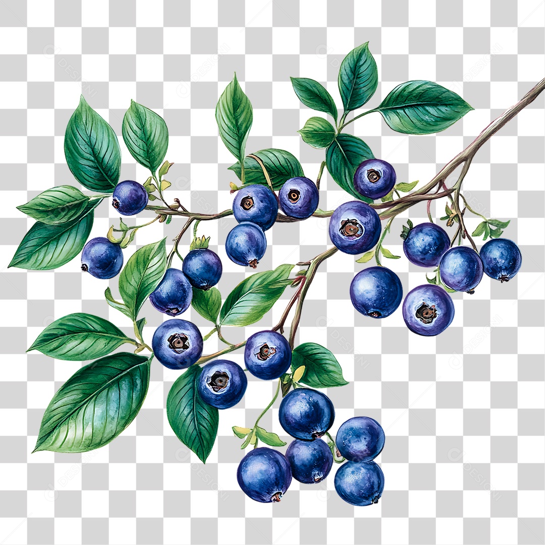 Mirtilos PNG Transparente
