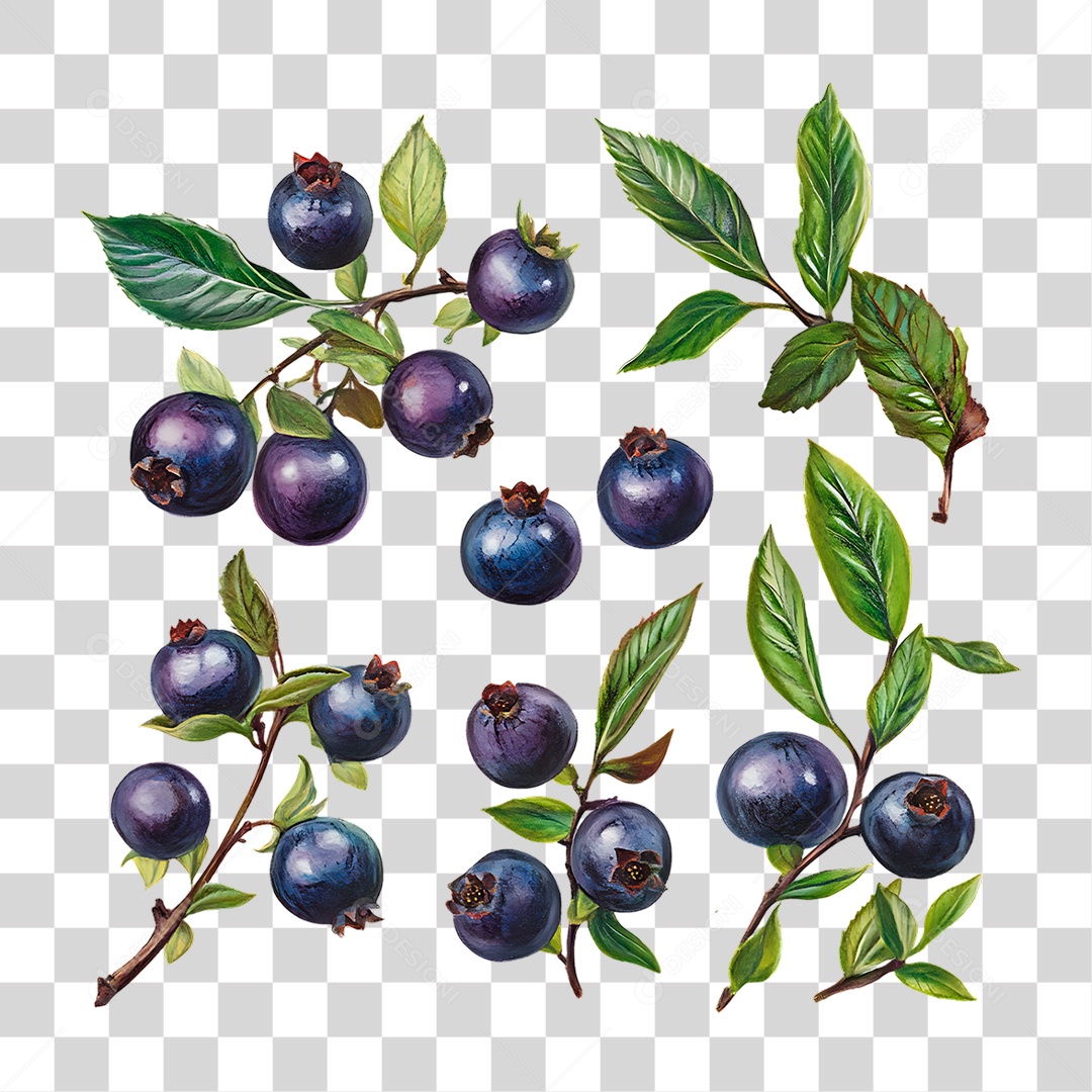 Mirtilos PNG Transparente