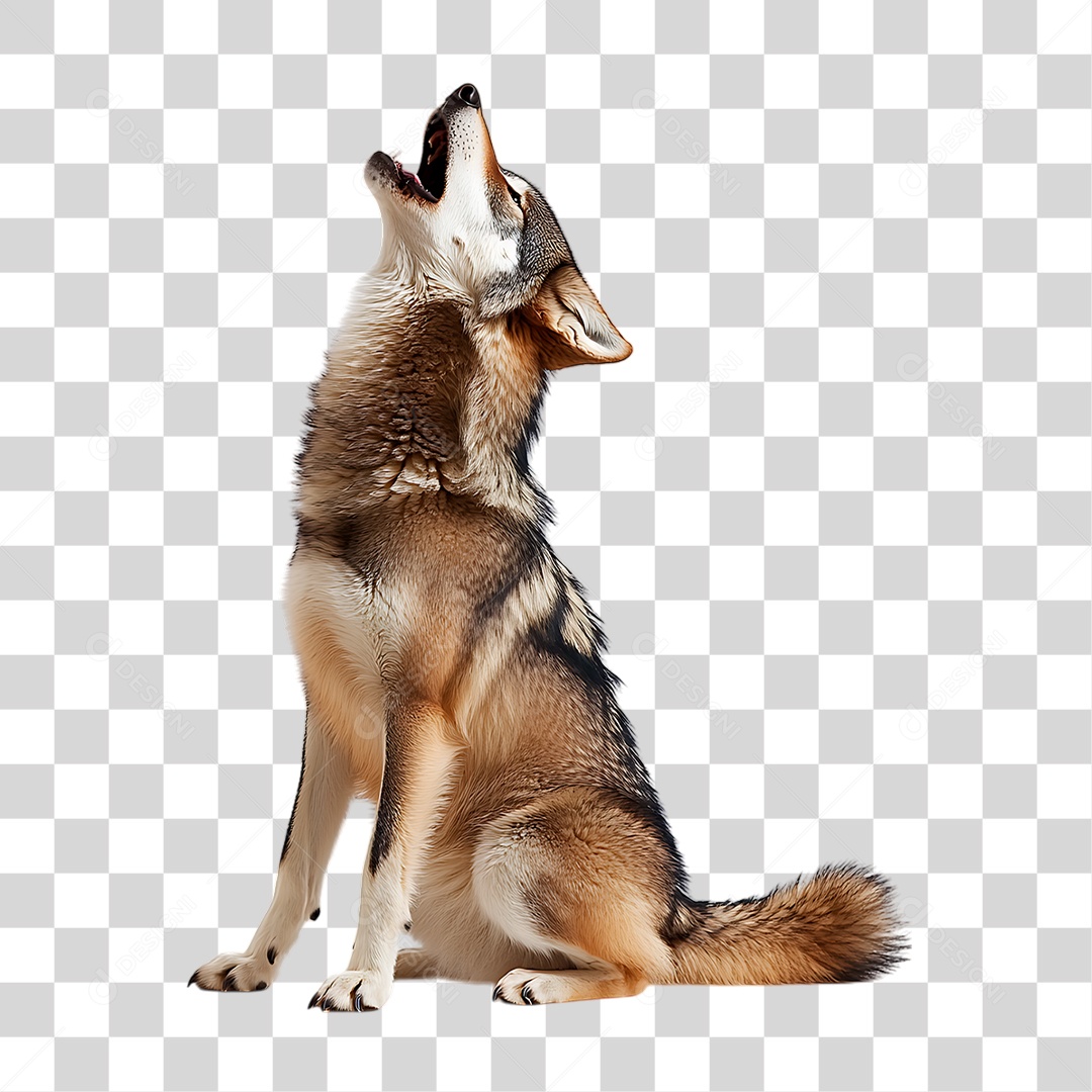 Lobo Uivando PNG Transparente