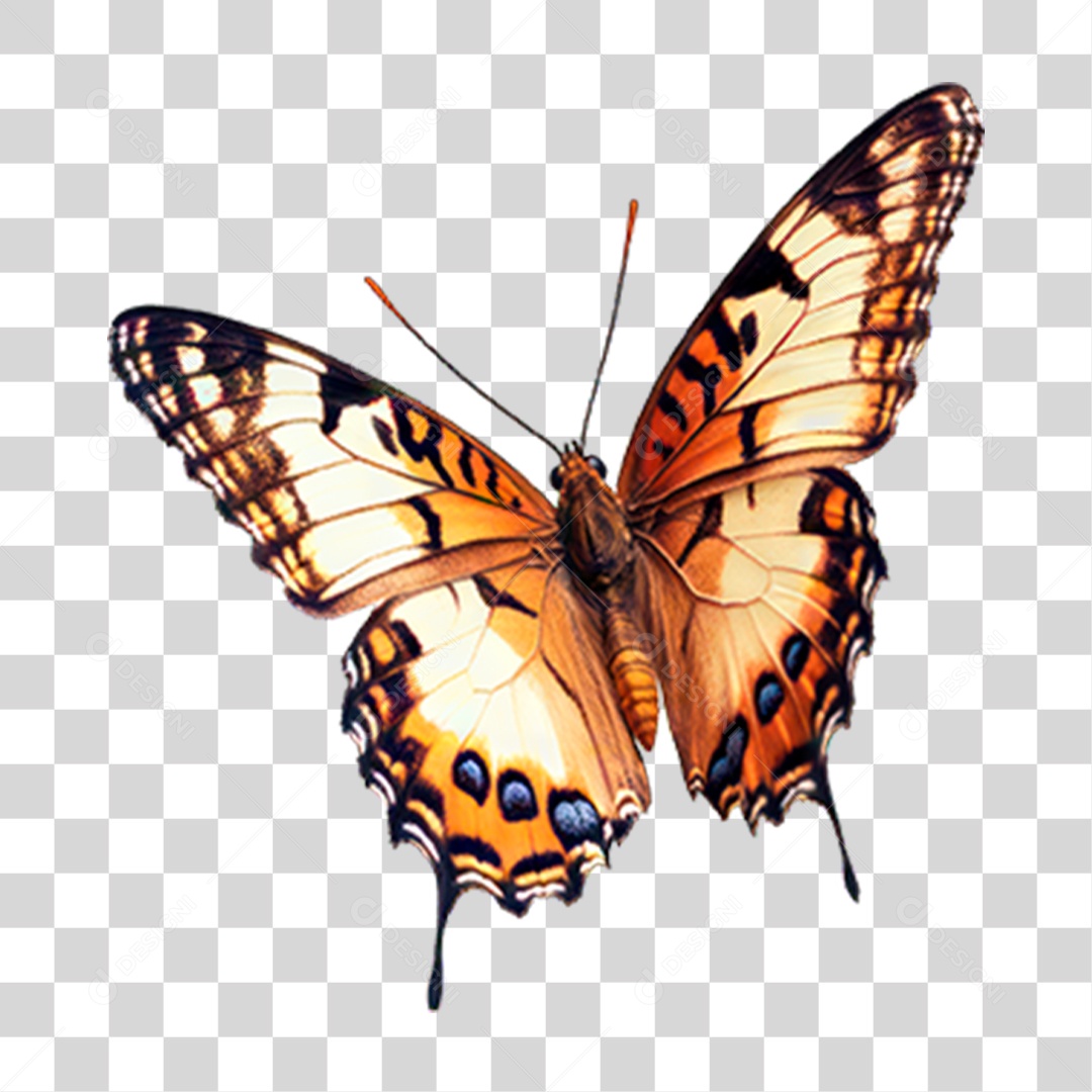 Borboleta PNG Transparente