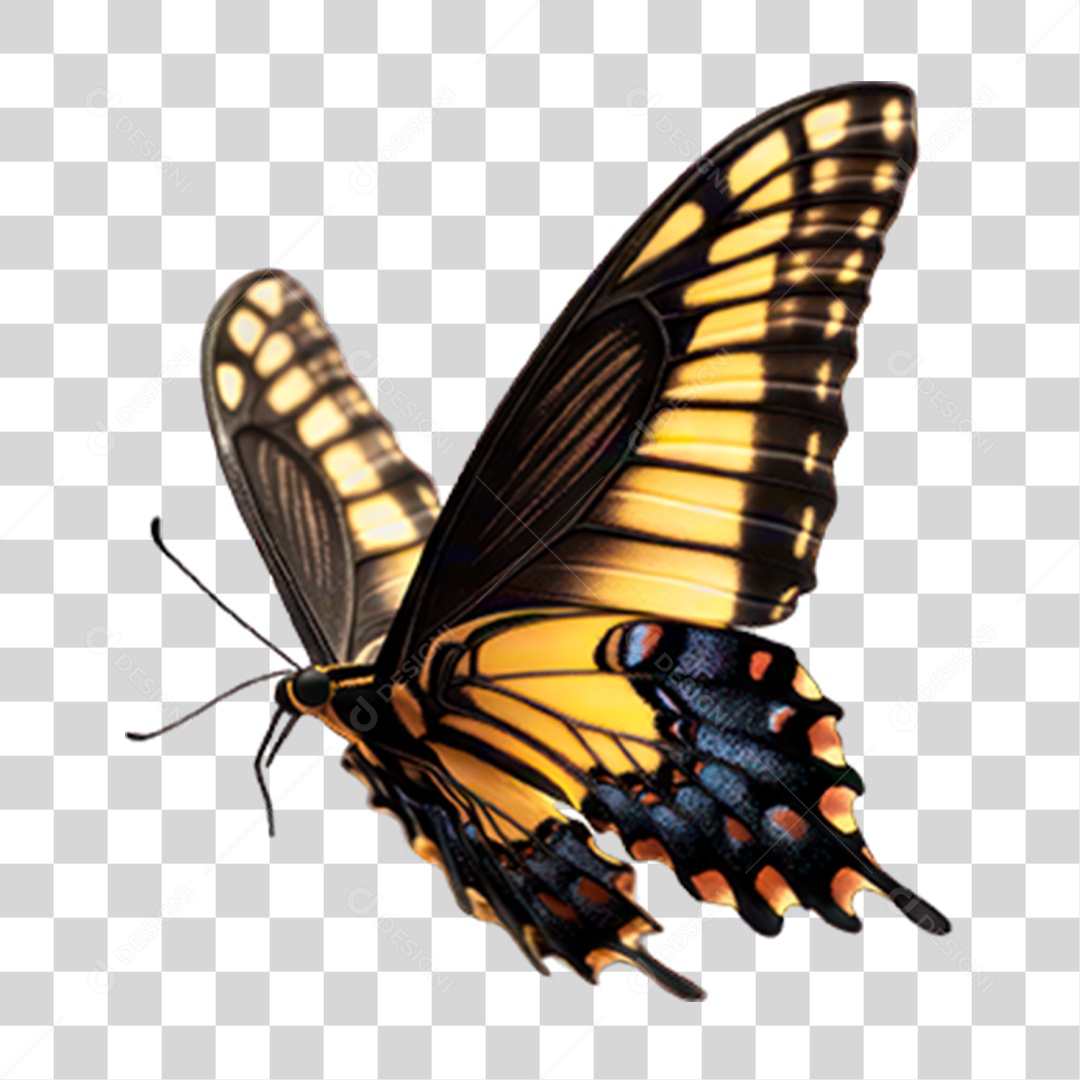 Borboleta PNG Transparente
