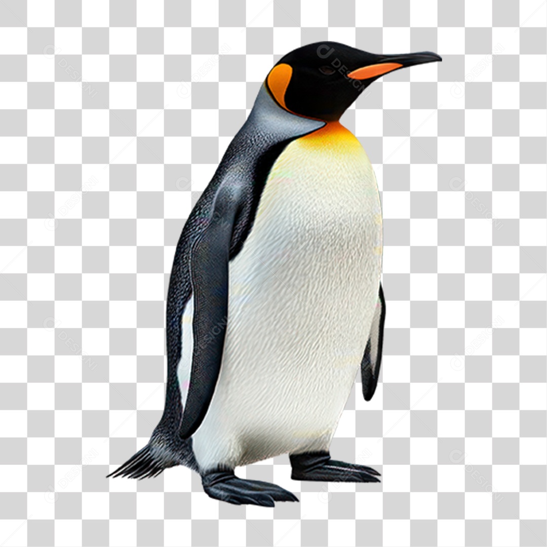 Pinguim PNG Transparente