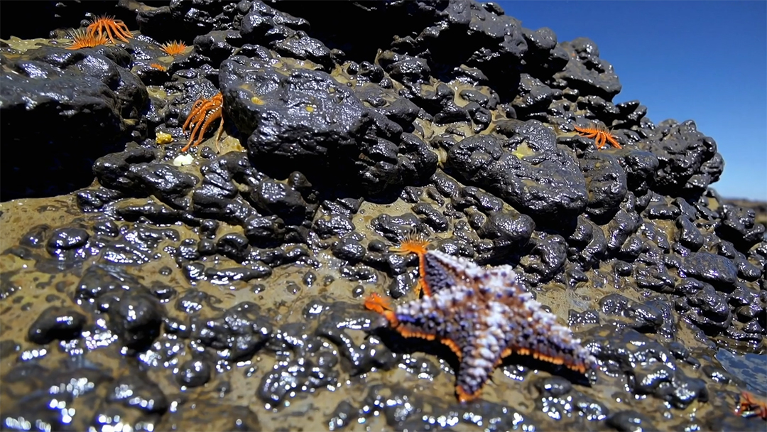 Uma costa rochosa com poças de maré repletas de estrelas do mar e outras formas de vida marinha MP4