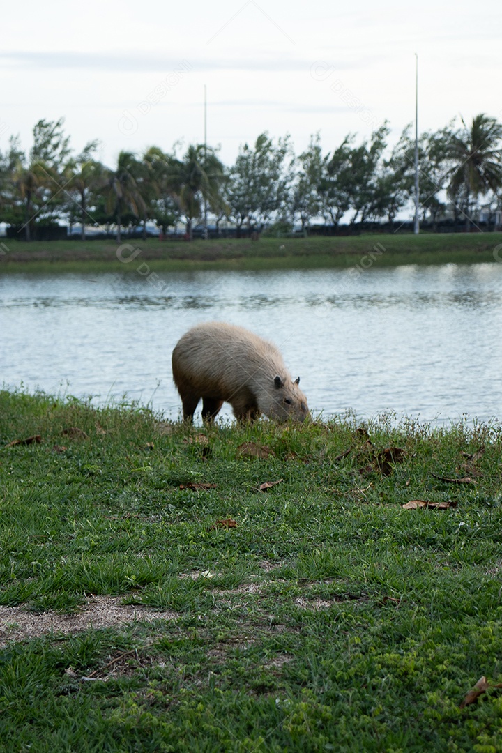 A imagem mostra uma capivara em beira de lago