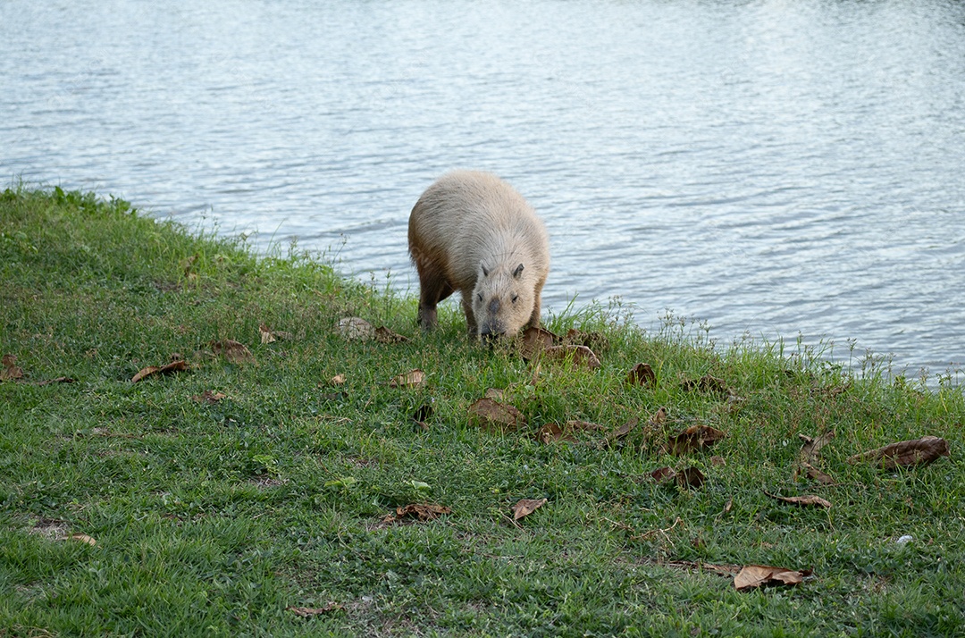 A imagem mostra uma capivara em beira de lago