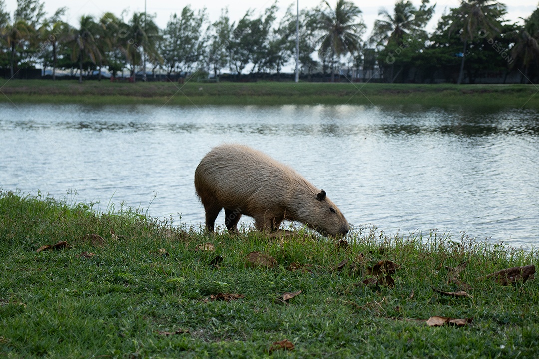 A imagem mostra uma capivara em beira de lago