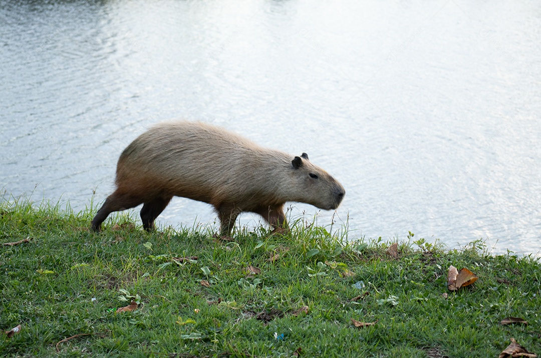 A imagem mostra uma capivara em beira de lago
