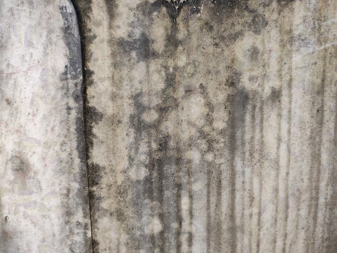 Manchas de mofo e bolor no papel de parede