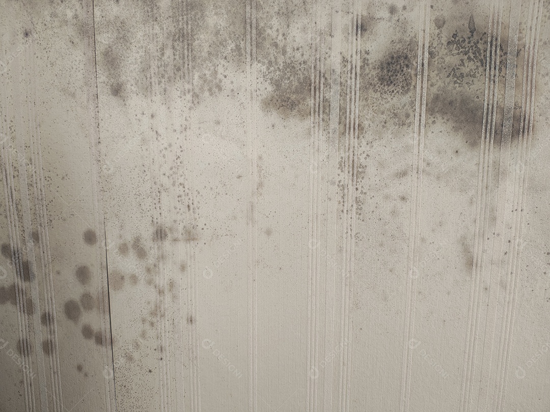 Mofo no papel de parede sob a janela