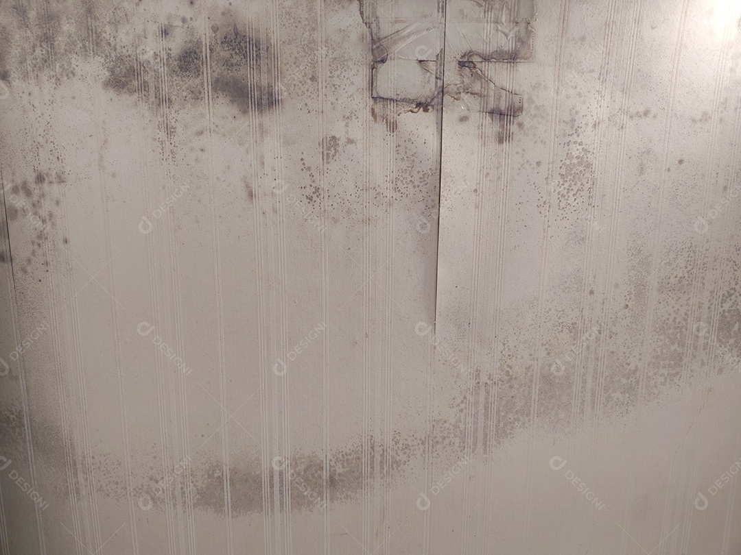 Mofo no papel de parede sob a janela