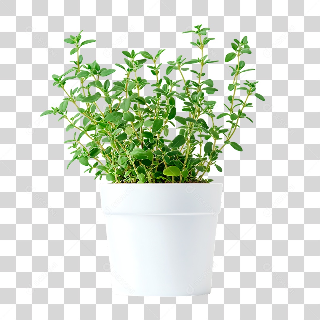 Vaso de Tomilho Limão PNG Transparente