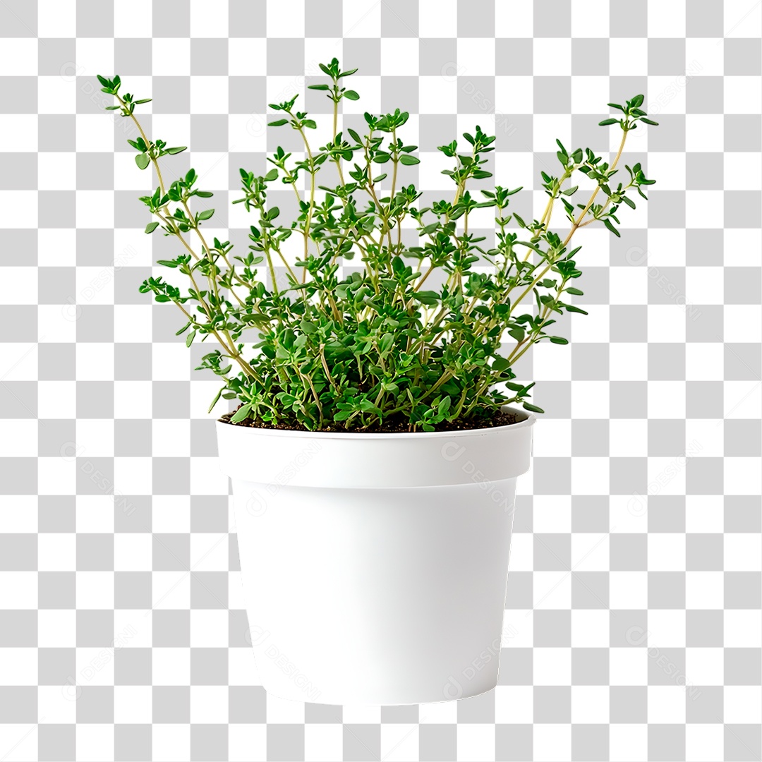 Vaso de Tomilho Limão PNG Transparente