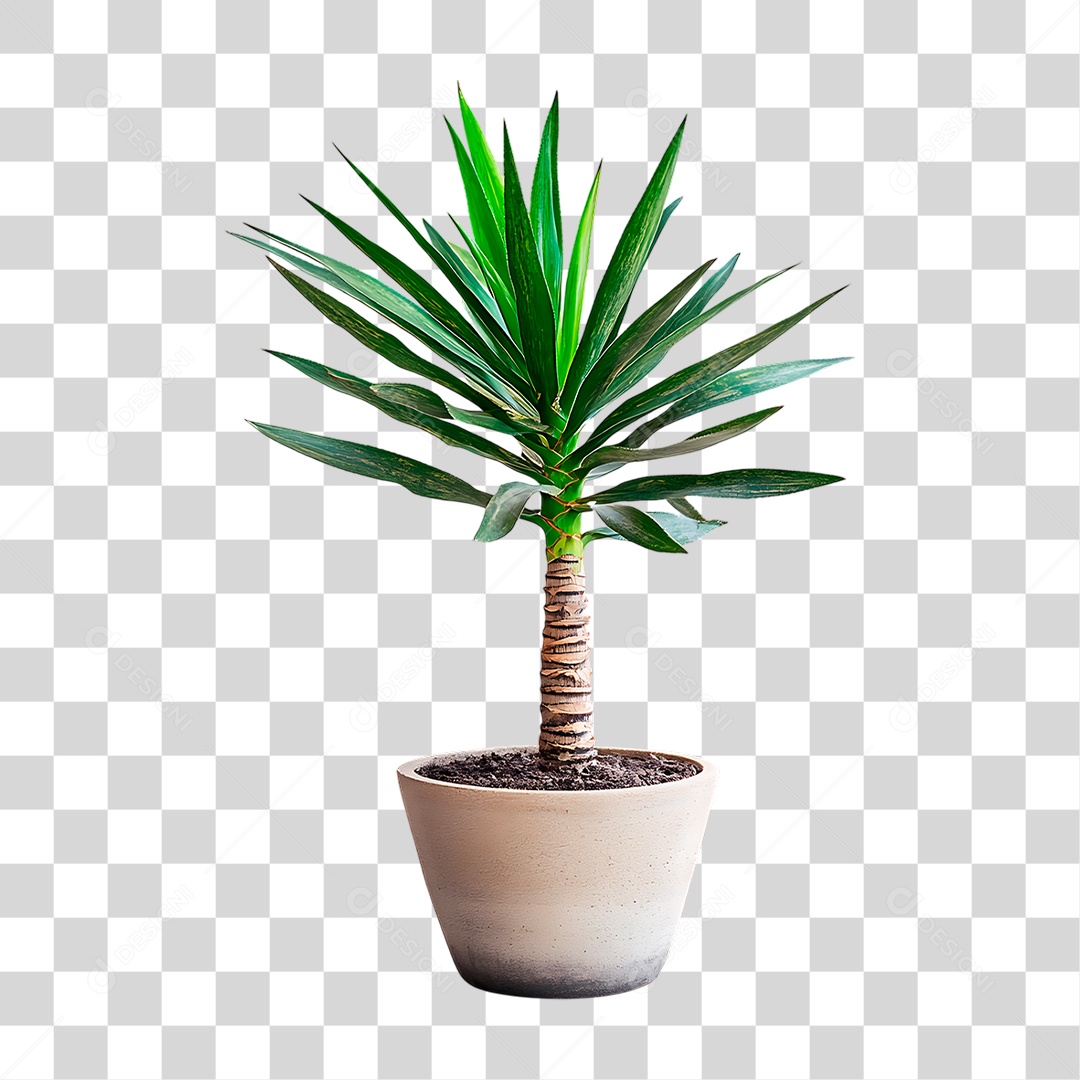 Luca Elefante PNG Transparente