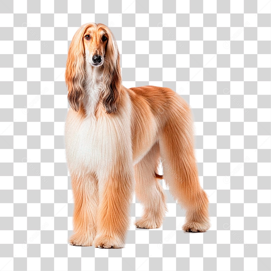 Cachorro PNG Transparente