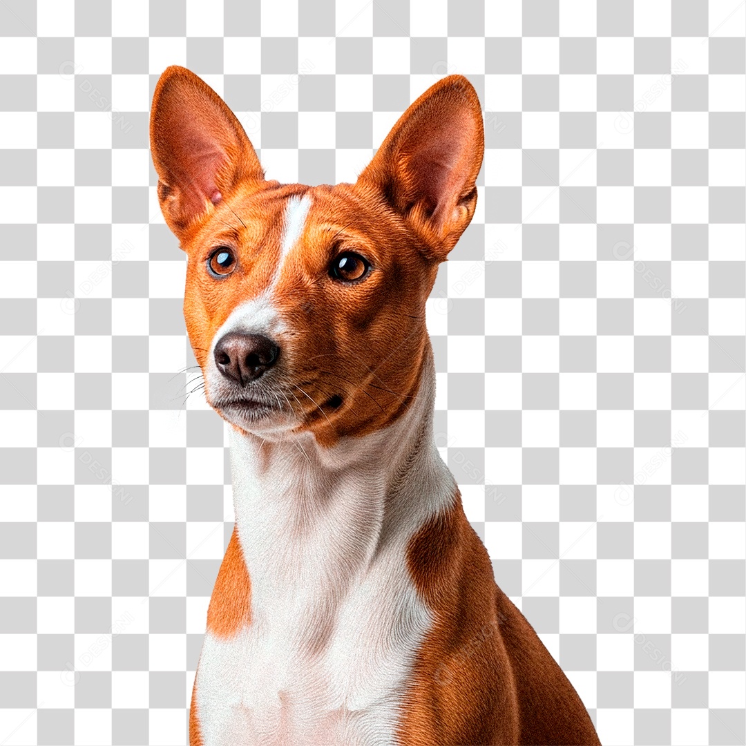 Cachorro PNG Transparente