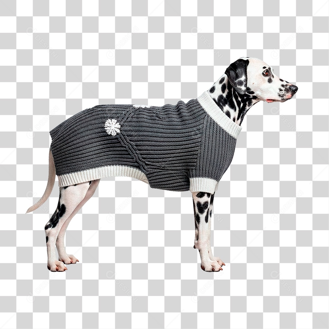 Cachorro PNG Transparente