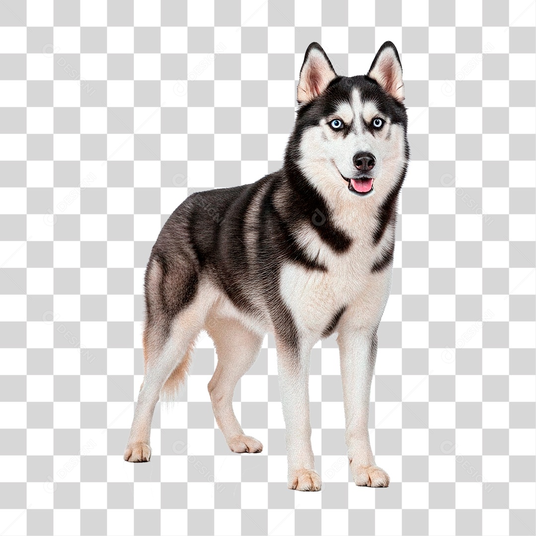 Cachorro PNG Transparente