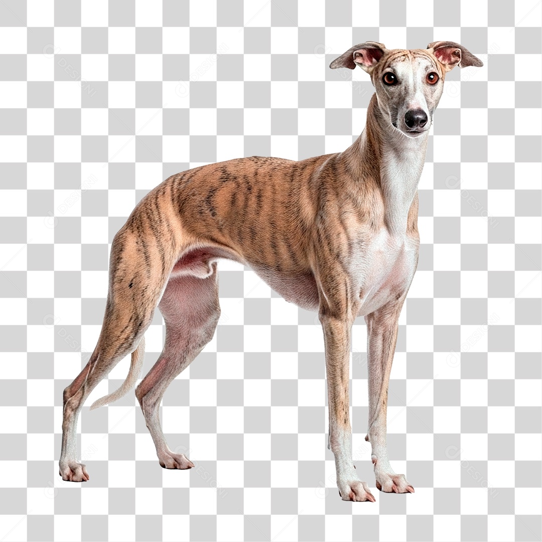 Cachorro PNG Transparente