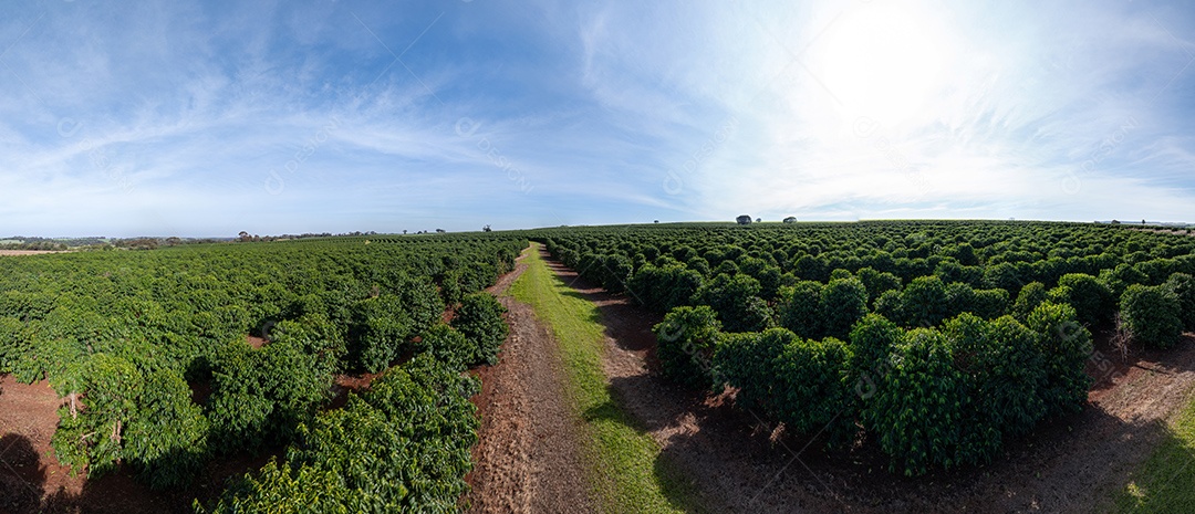 Plantações de café em solo vermelho com fileiras organizadas Imagem JPG