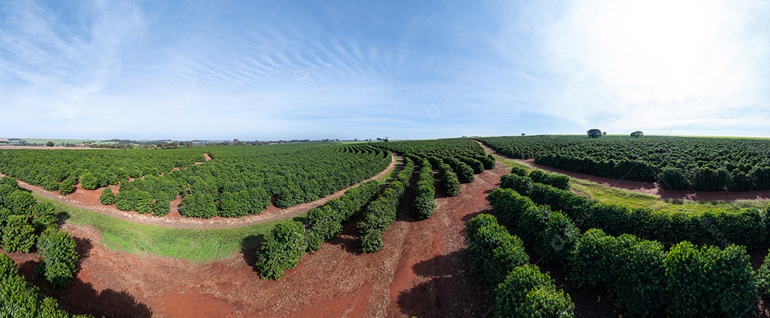 Plantações de café em solo vermelho com fileiras organizadas Imagem JPG