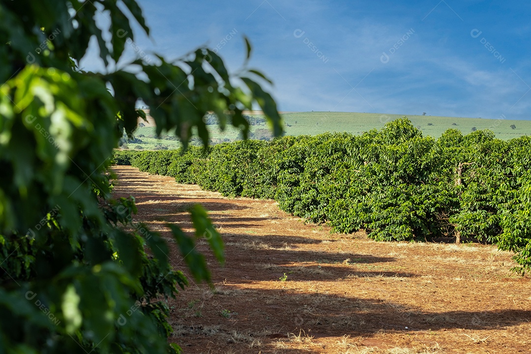 Plantações de café em solo vermelho com fileiras organizadas Imagem JPG