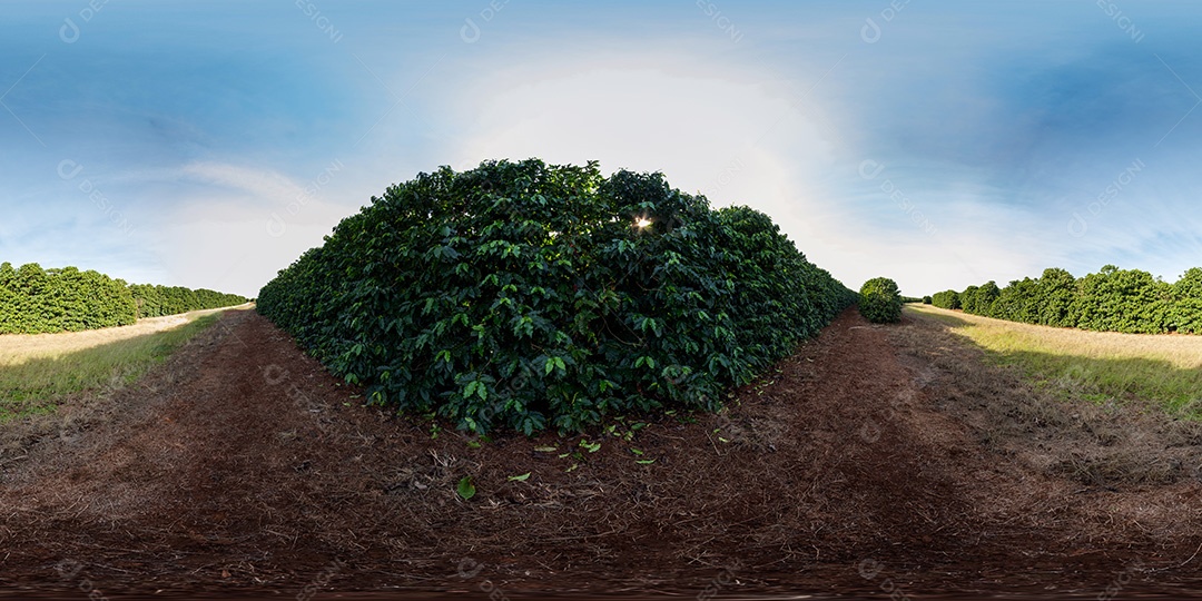 Plantações de café em solo vermelho com fileiras organizadas Imagem JPG