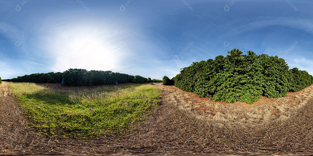 Plantações de café em solo vermelho com fileiras organizadas Imagem JPG