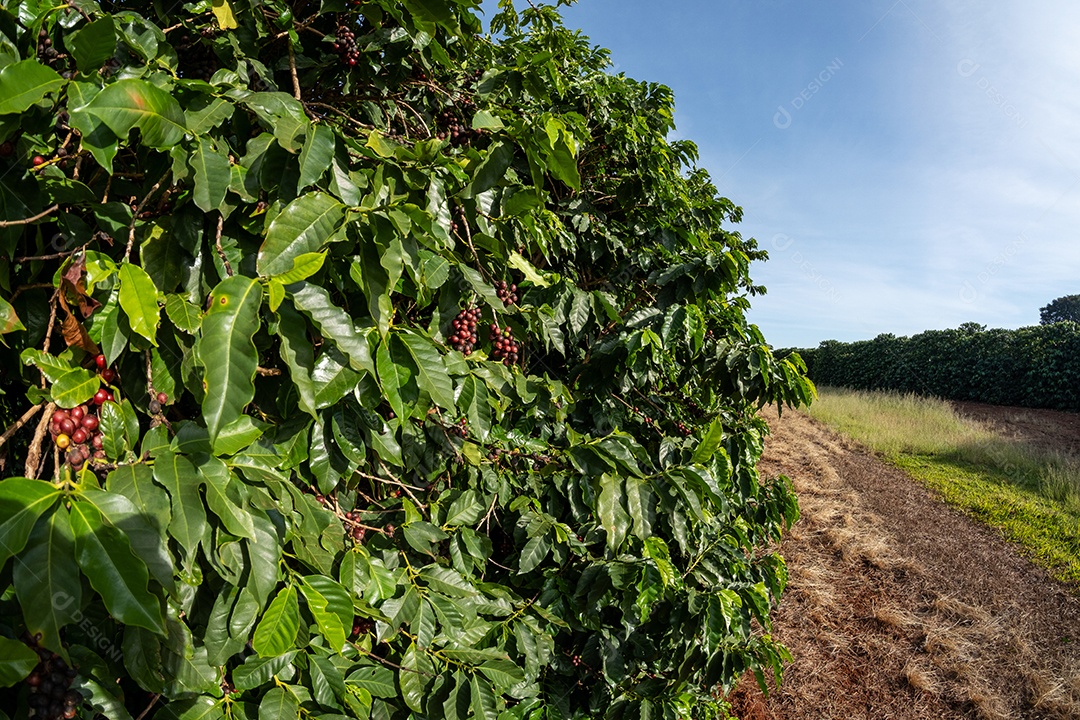 Plantações de café em solo vermelho com fileiras organizadas Imagem JPG
