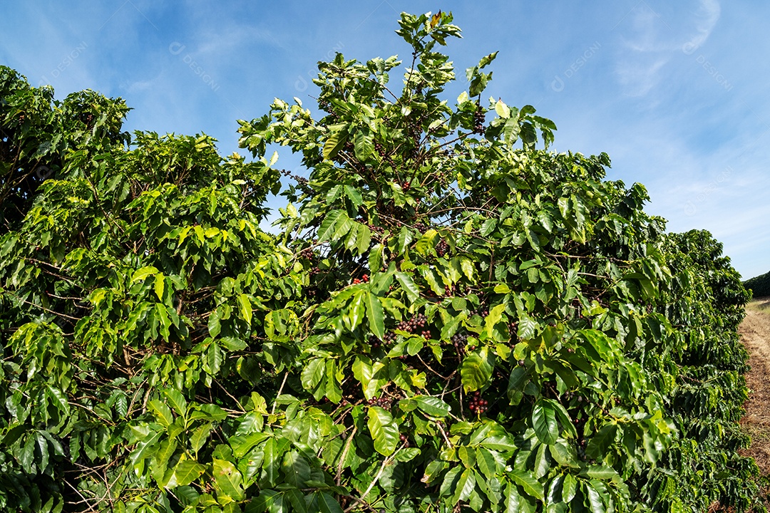 Lavoura de café com frutos prontos para colheita Imagem JPG
