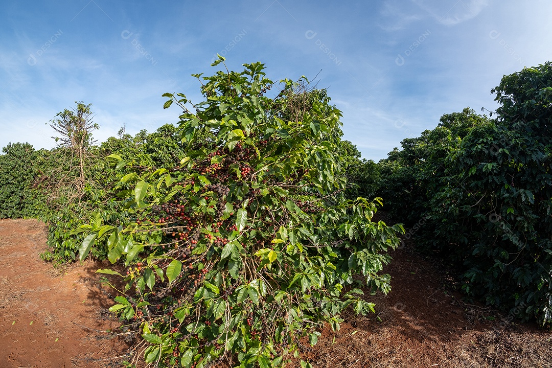 Fileira de plantas de café vista em perspectiva rural Imagem JPG