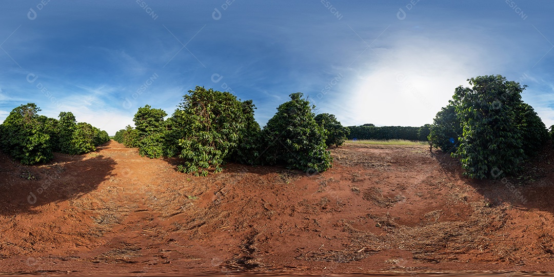 Plantações de café em solo vermelho com fileiras organizadas Imagem JPG