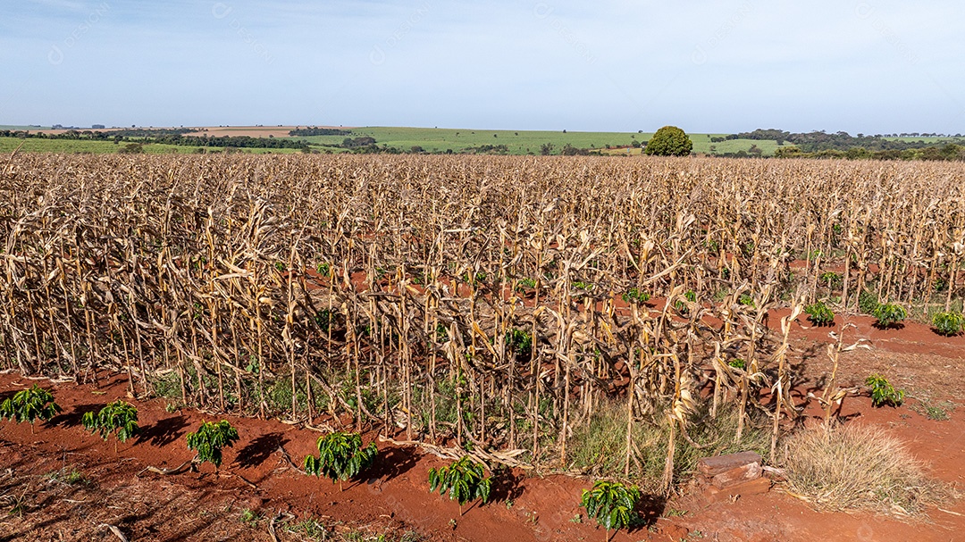Campo de milho seco após colheita em área rural Imagem JPG
